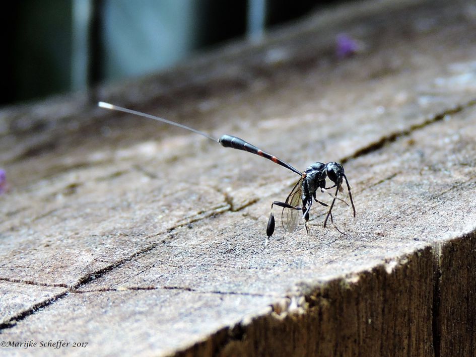 Sluipwesp maar welke.